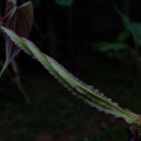 Dioscorea alata L.